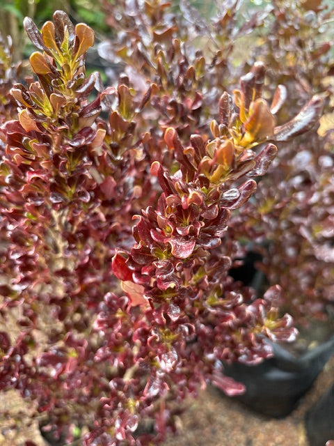 Coprosma repens