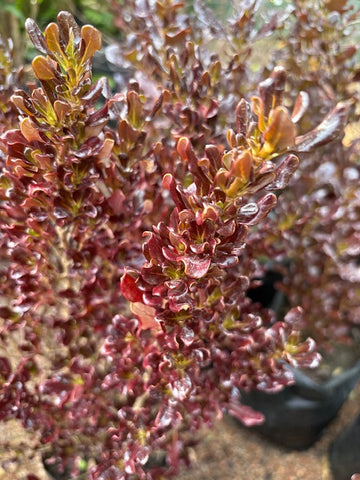 Coprosma repens