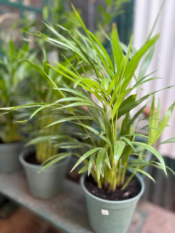Areca Palm