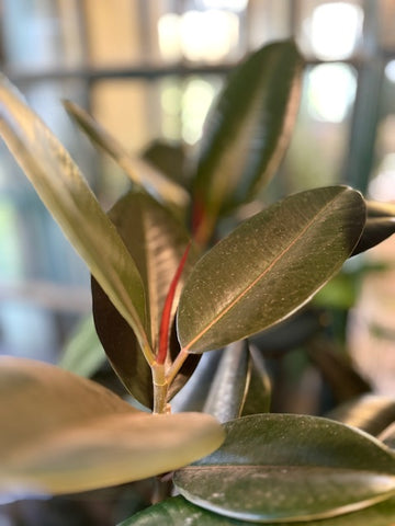 Ficus gomero