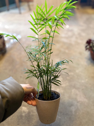 Chamaedorea palm