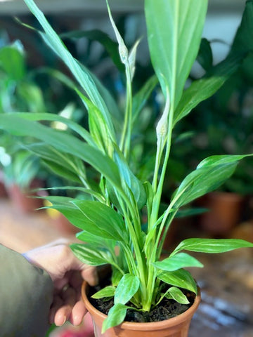 Spathiphyllum mini