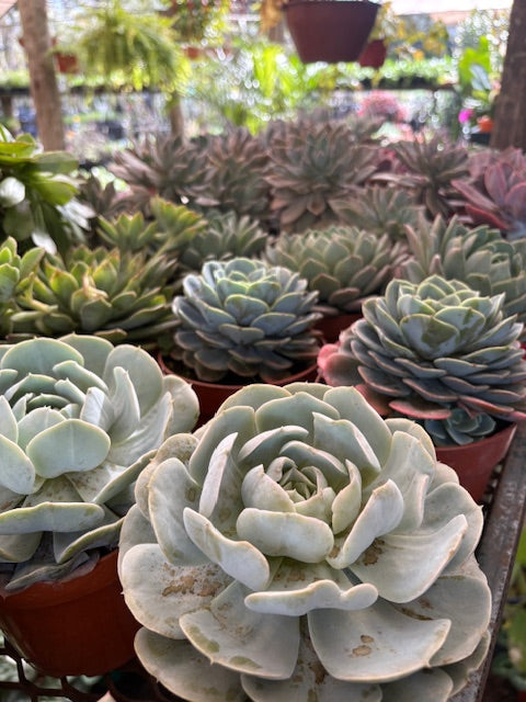 Suculentas