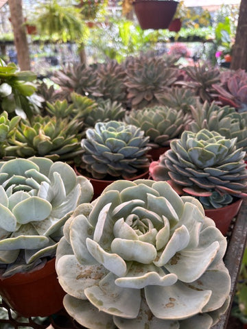 Suculentas