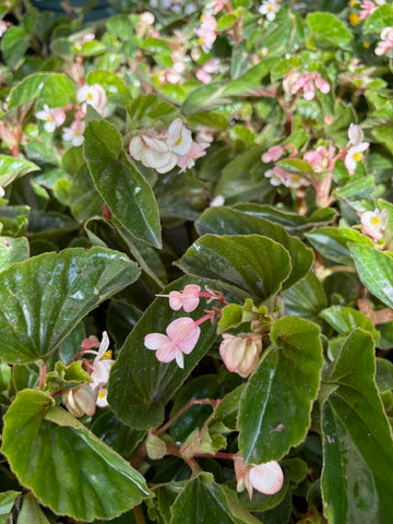 Begonia grandis blanca
