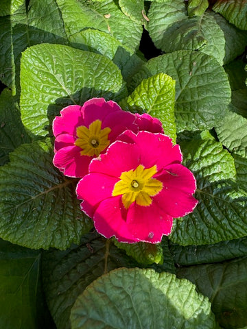 Prímula acaulis fucsia