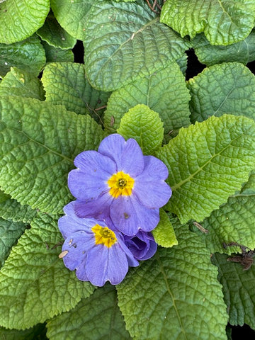 Prímula acaulis azul