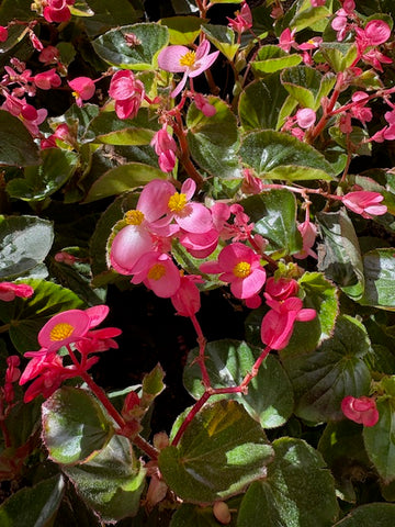 Begonia grandis rosada