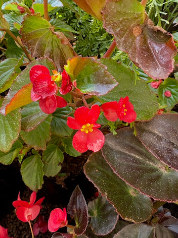 Begonia grandis roja