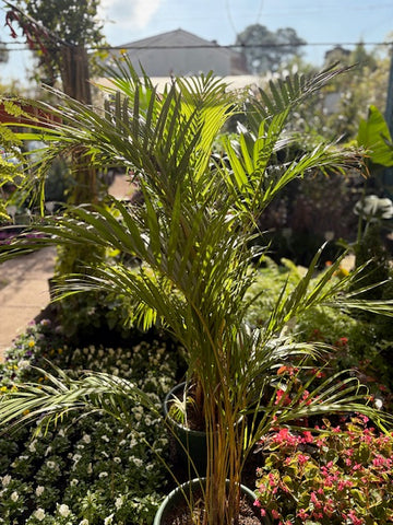 Areca Palm grande