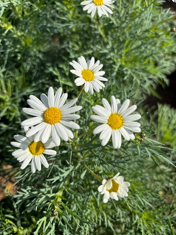 Margarita blanca