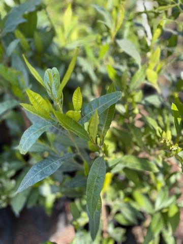 Dodonea verde