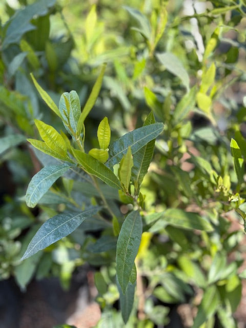 Dodonea verde