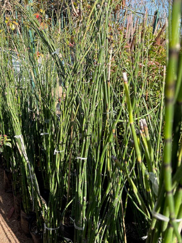 Equisetum