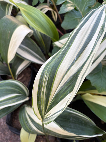 Aspidistra variegada