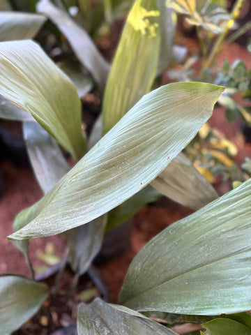 Aspidistra verde