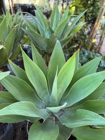 Agave attenuata grande