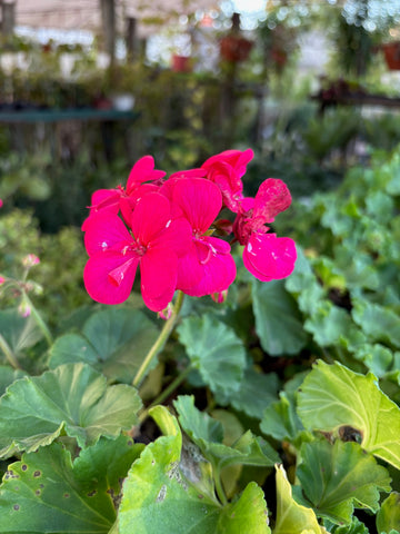 Malvón enano fucsia