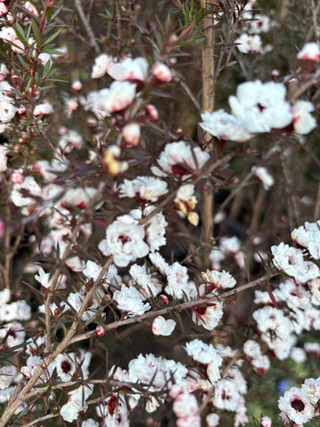 Leptospermum scoparium blanco