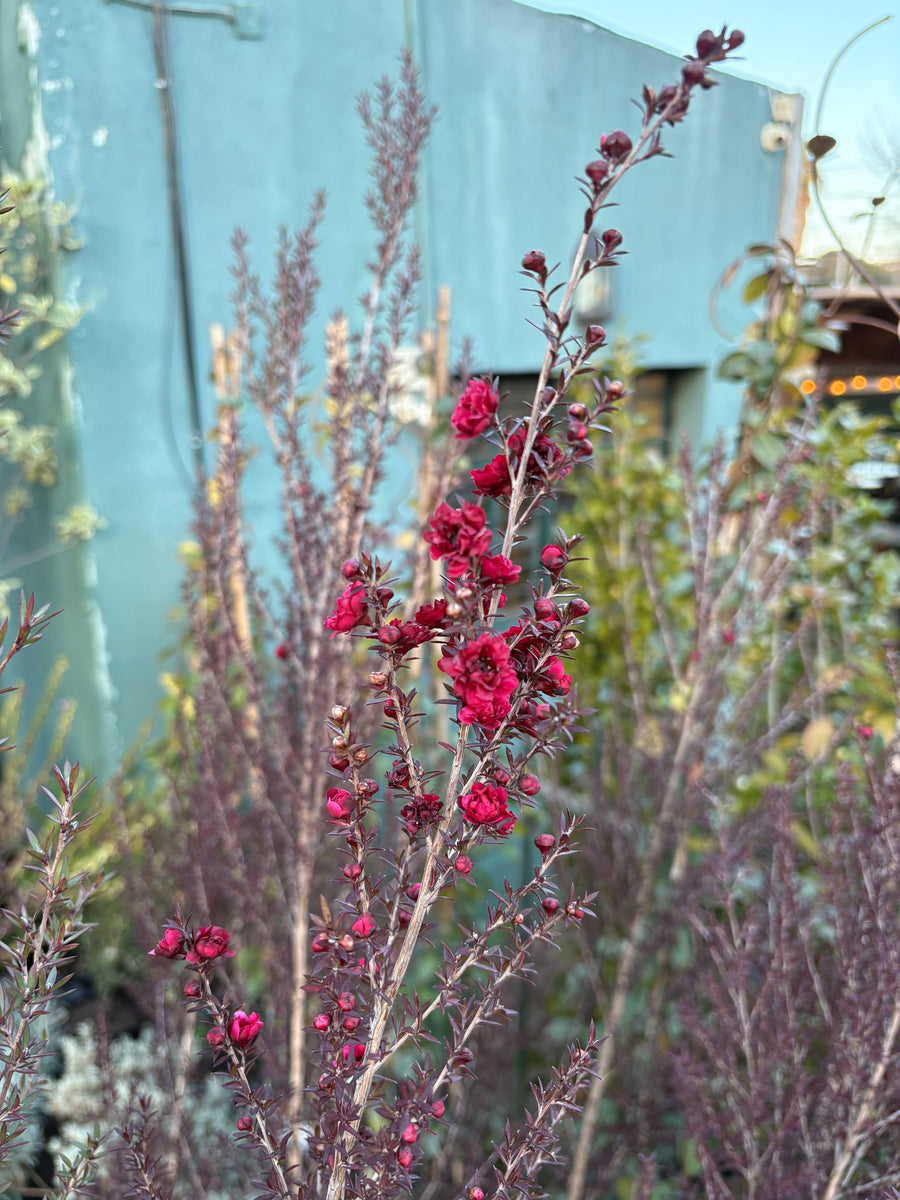 Leptospermum scoparium rojo oscuro