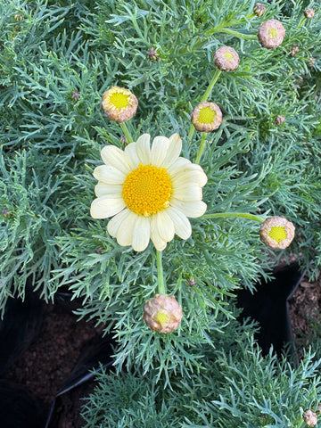 Margarita crasa crema