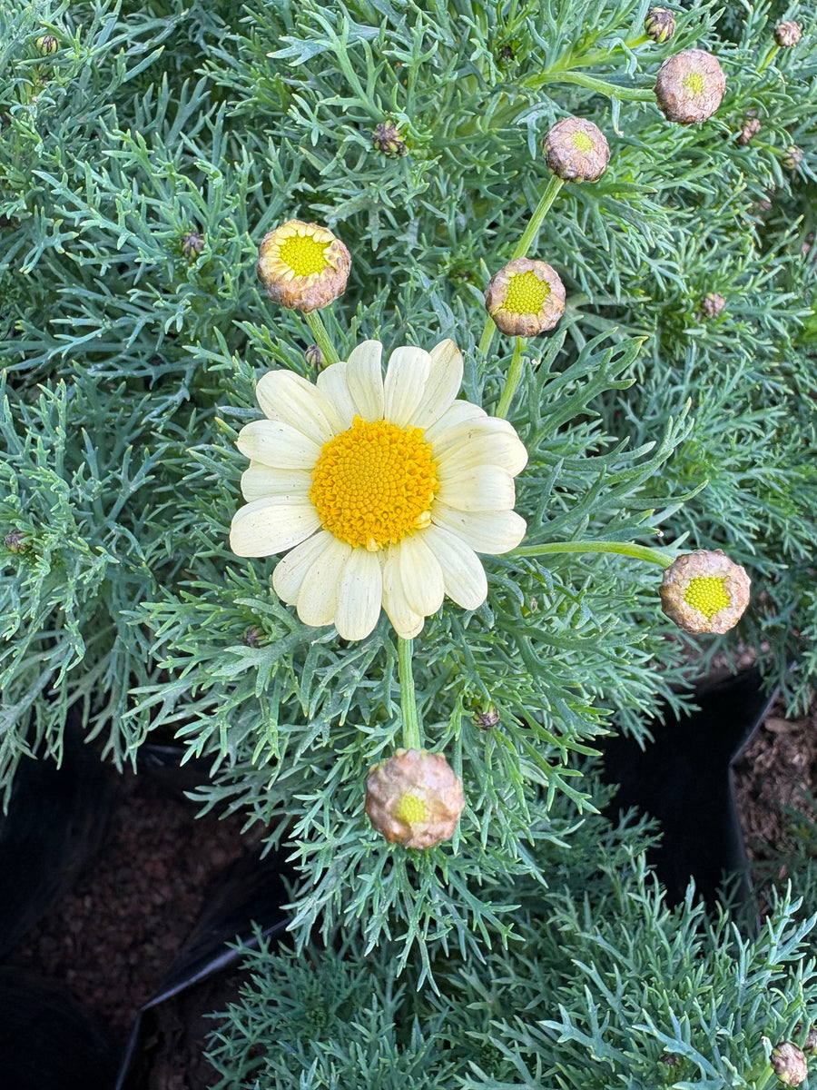 Margarita crasa crema