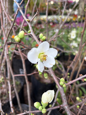 Membrillo de jardín blanco