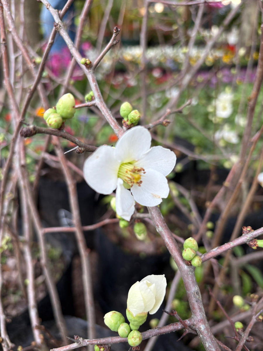 Membrillo de jardín blanco