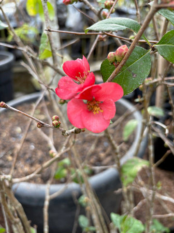 Membrillo de jardín rojo