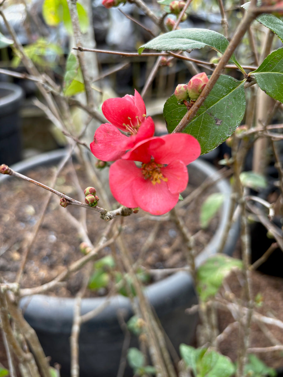 Membrillo de jardín rojo