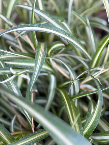 Chlorophytum comosum (lazo de amor)