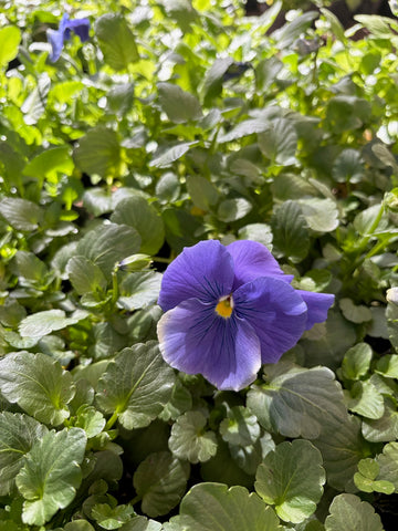 Viola azul