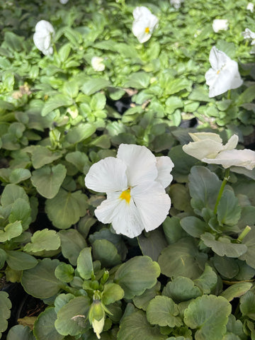 Viola blanca