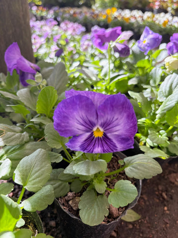 Viola violeta