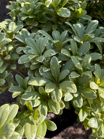 Pittosporum enano variegado