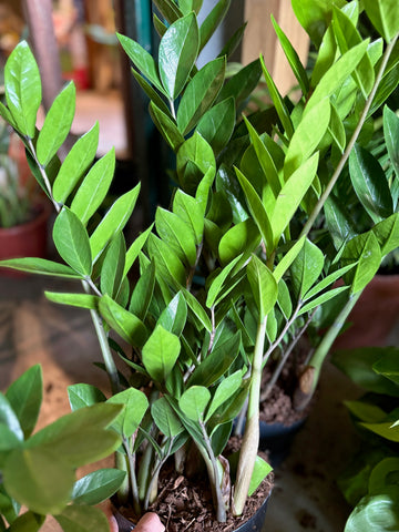Zamioculca