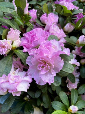 Azalea doble lila