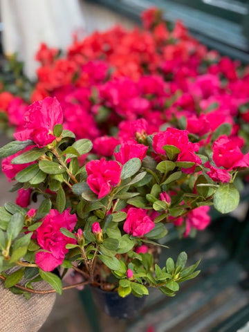 Azalea doble fucsia