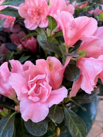 Azalea doble salmón