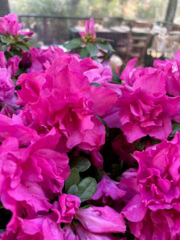 Azalea doble rosa fuerte