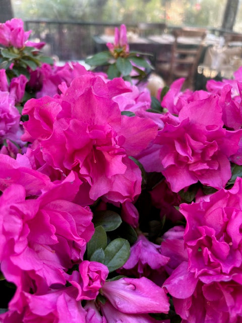 Azalea doble rosa fuerte