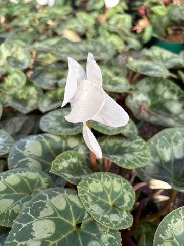 Cyclamen (Violeta de los Alpes) blanca