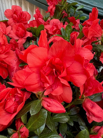 Azalea doble roja
