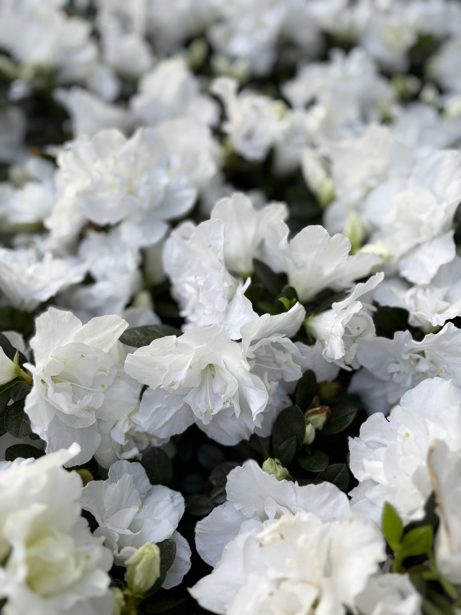 Azalea doble blanca