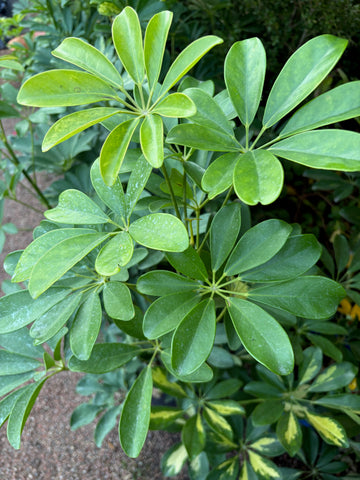 Schefflera