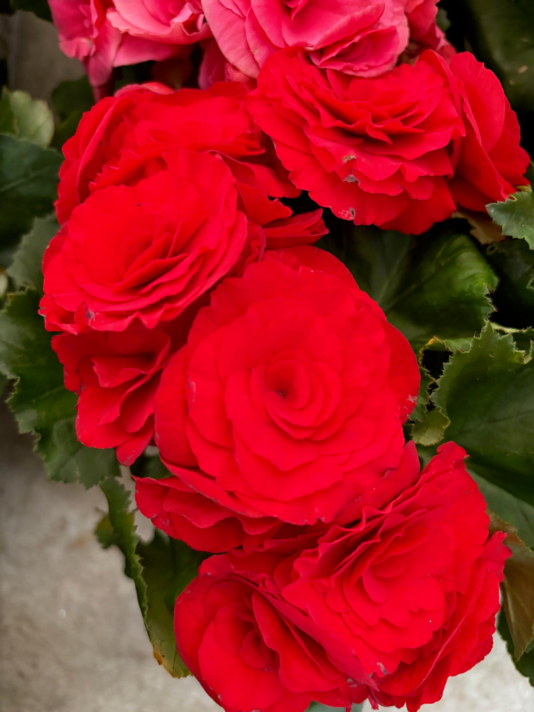 Begonia tuberosa roja