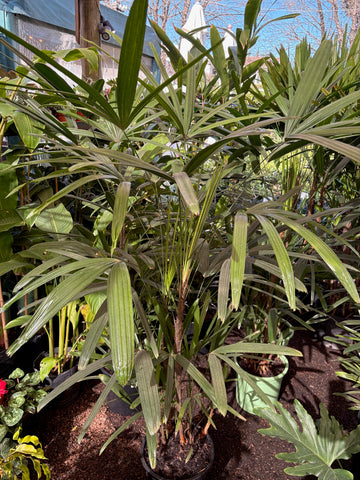 Raphis palm