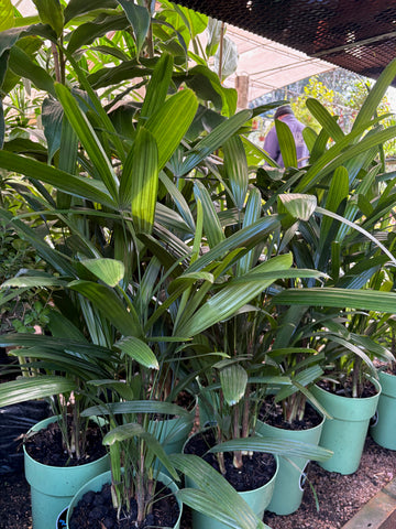 Raphis palm chica