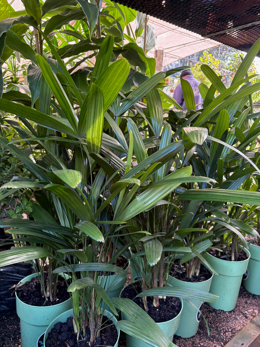 Raphis palm chica