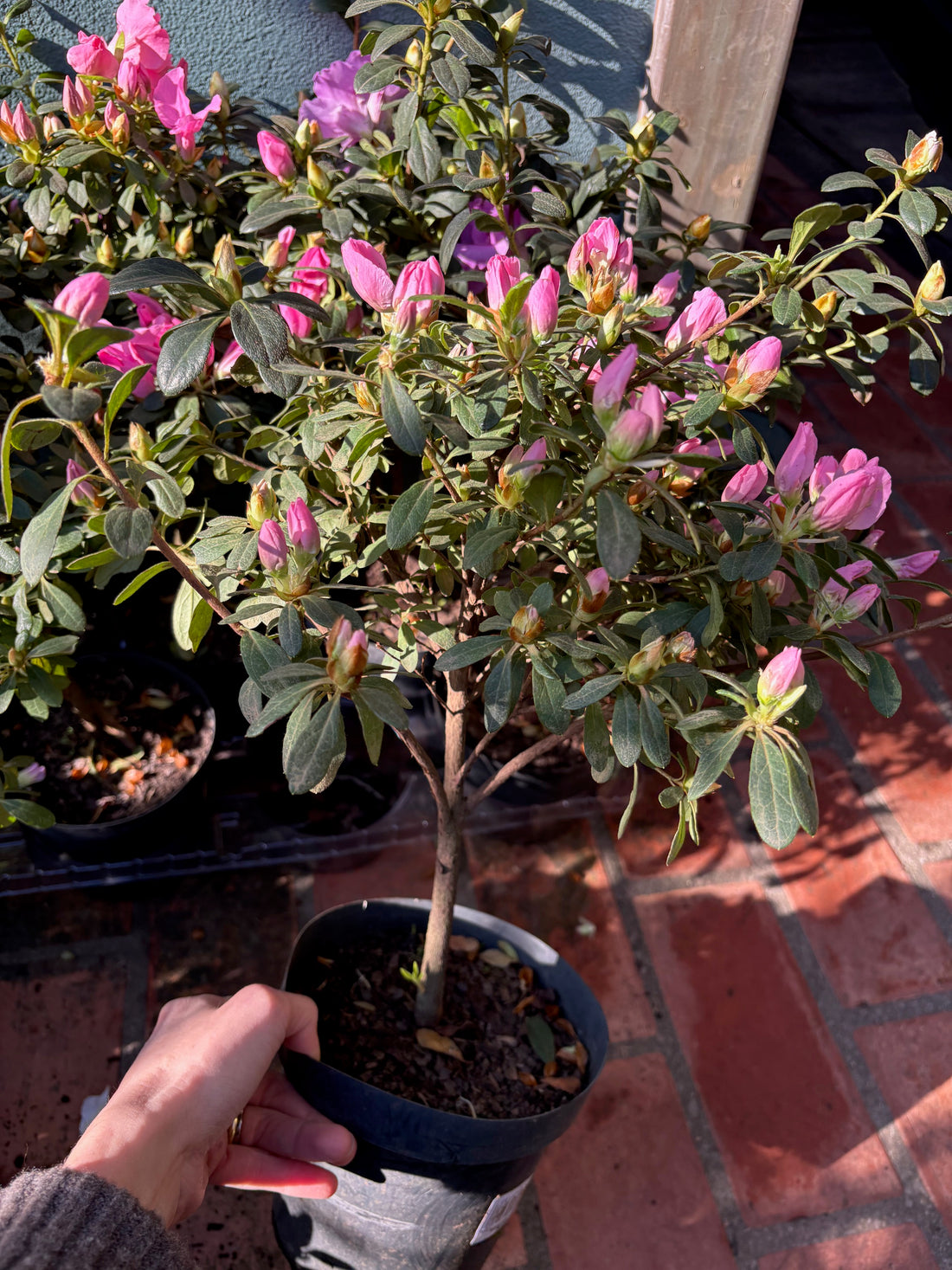 Azalea doble topiada